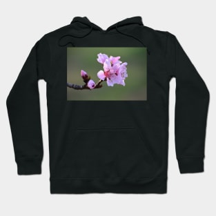 Spring Tree blooms Hoodie